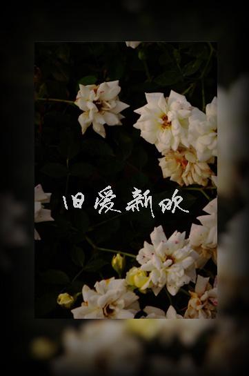 总统请离婚有声